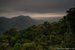 Langsam erwacht der Regenwald - Dorrigo National Park