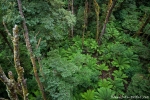 Einblicke in den Regenwald, die sonst nur Vögel haben - Otway National Park