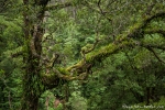 Blick über den Regenwald - Otway National Park