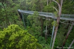 Treetop-Walk im Regenwald - Otway National Park