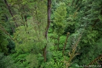 Blick in den Regenwald - Otway National Park