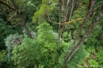 Einblick in den Regenwald des Dorrigo National Park