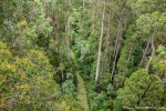Einblick in den Regenwald des Dorrigo NP