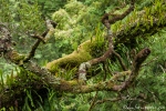 Üppige Regenwaldflora - Otway National Park