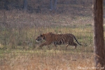 Bengaltiger (Panthera tigris tigris), Bengal tigress male - Bandhavgarh National Park