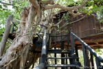 Unser Baumhaus im Treehouse Hideaway - Bandhavgarh National Park