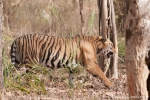 Bengaltiger (Panthera tigris tigris), Bengal tigress male - Bandhavgarh National Park