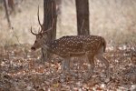 Axishirsch (Axis axis), Spotted Deer