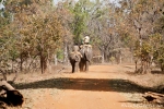 Domestizierte Elefanten für die Tiger-Show - Bandhavgarh National Park