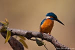 Eisvogel (Alcedo atthis bengalensis), Common kingfisher