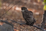 Wellenbrust-Fischuhu (Ketupa zeylonensis)