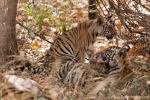 Bengaltiger-Nachwuchs ca. 4 - 5 Monate alt (Panthera tigris tigris), Bengal tigress