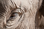 Asiatischer Elefant (Elephas maximus), Asian Elephant