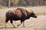 Gaur - Indischer Bison (Bos gaurus) - Kanha National Park