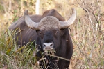 Gaur - Indischer Bison (Bos gaurus) - Kanha National Park