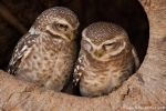 Brahma-Kauz (Athene brama), Spotted owlet - Kanha National Park