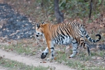 Bengaltiger (Panthera tigris tigris), Bengal tigress female - Kanha National Park