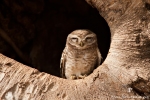 Brahma-Kauz (Athene brama), Spotted owlet - Kanha National Park