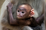 Hanuman Langur (Semnopithecus entellus)