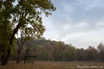 Im Park - Kanha National Park