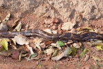 Tigerpython (Python molurus), Burmese Python - Kanha National Park