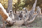 Hanuman Languren (Semnopithecus entellus)