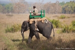 Der Mahut geht mit seinem Elefanten auf Tigersuche