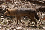 Goldschakal (Canis aureus), Jackal