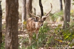 Axishirsch (Axis axis), Spotted Deer