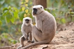 Hanuman Langur (Semnopithecus entellus)