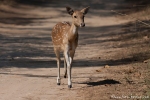 Axis (Axis axis), Spotted Deer