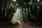 Das Morgenlicht bricht sich im Wald - Corbett National Park