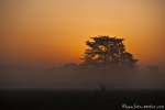 Morgenstimmung im Corbett National Park