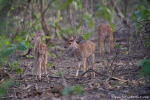 Axis-Kitze (Axis axis), Spotted Deer