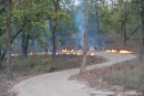 Gelegte Feuer zur Parkpflege - Bandhavgarh National Park