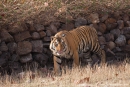 Bengaltiger (Panthera tigris tigris), Bengal tigress male - Bandhavgarh National Park