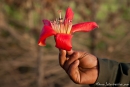 Riesige Blüte