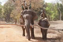 Domestizierte Elefanten für die Tiger-Show - Der Kleine ist noch in der Ausbildung, Bandhavgarh National Park
