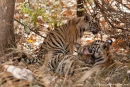 Bengaltiger-Nachwuchs ca. 4 - 5 Monate alt  (Panthera tigris tigris), Bengal tigress