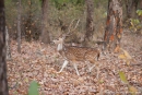 Axishirsch (Axis axis), Spotted Deer