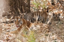 4 - 5 Monate alte Bengaltiger (Panthera tigris tigris), Bengal tigress