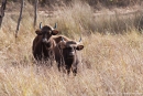 Gaur (Indian bison), Bos gaurus
