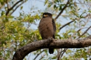 Schlangenweihe (Spilornis cheela), Crested serpent eagle