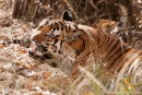 Bengaltigerin mit ihren Jungen (Panthera tigris tigris), Bengal tigress