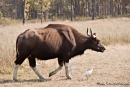 Gaur - Indischer Bison (Bos gaurus) - Kanha National Park