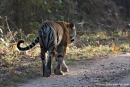Bengaltiger (Panthera tigris tigris), Bengal tigress female - Kanha National Park