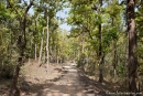 Im Park unterwegs - Kanha National Park