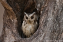 Zwergohreule (Otus bakkamoena), Indian Scops Owl - Kanha National Park