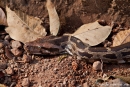 Tigerpython (Python molurus), Burmese Python - Kanha National Park