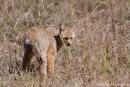 Rohrkatze (Felis chaus), jungle cat - Kanha National Park